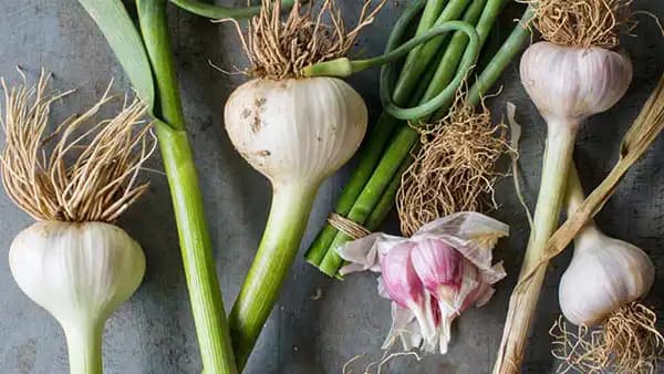 سیر سبز چاشنی طبیعی و پر خاصیت